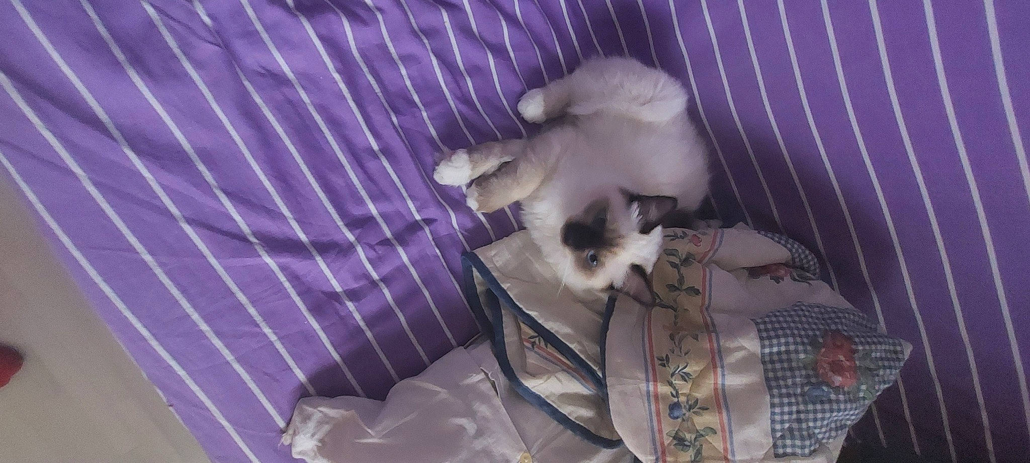 Skippy a rejoint le concours — aidez-le/la à gagner de superbes lots ! balinese, bed, birman, carnivore, cat, comfort, companion_dog, dog_breed, fawn, felidae, fur, linens, nap, pattern, paw, purple, siamese, small_to_medium_sized_cats, tail, whiskers