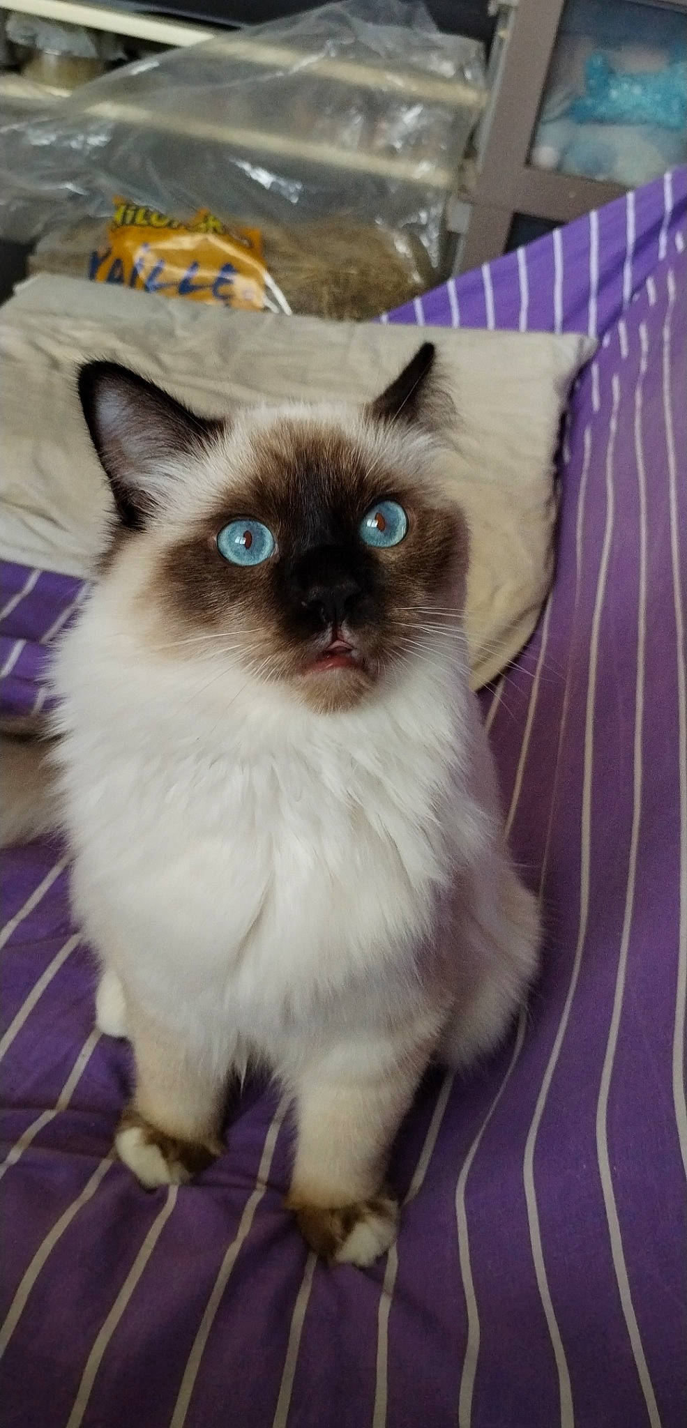 Skippy a rejoint le concours — aidez-le/la à gagner de superbes lots ! birman, carnivore, cat, claw, electric_blue, fawn, felidae, flooring, fur, iris, siamese, small_to_medium_sized_cats, snout, tail, terrestrial_animal, thai, whiskers