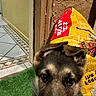 dog, pet, indoor, food_bag, floor, green_rug, tile, wall, close_up, curious, animal, ears, face, brown, black, canine, texture, home, corner, domestic