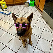 Ghost is registered to the contest to win money with this photo: dog, german_shepherd, sunglasses, pet, indoor, kitchen, tile_floor, cabinet, cleaning_supplies, mop, yellow_container, green_container, stainless_steel_oven, brown_fur, animal, floor, household, cute, sitting, accessory