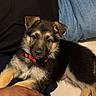 Ghost joined the competition — help win amazing prizes! puppy, dog, german_shepherd, red_collar, fur, pet, cute, animal, indoor, person, hand, jeans, black_shirt, resting, young, looking, comfortable, closeup, domestic_animal, lap