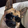Ghost joined the competition — help win amazing prizes! dog, german_shepherd, sunglasses, pet, animal, canine, face, ears, fur, black_and_tan, resting, indoors, couch, leisure, portrait, close_up, relaxed, cool, accessory, household
