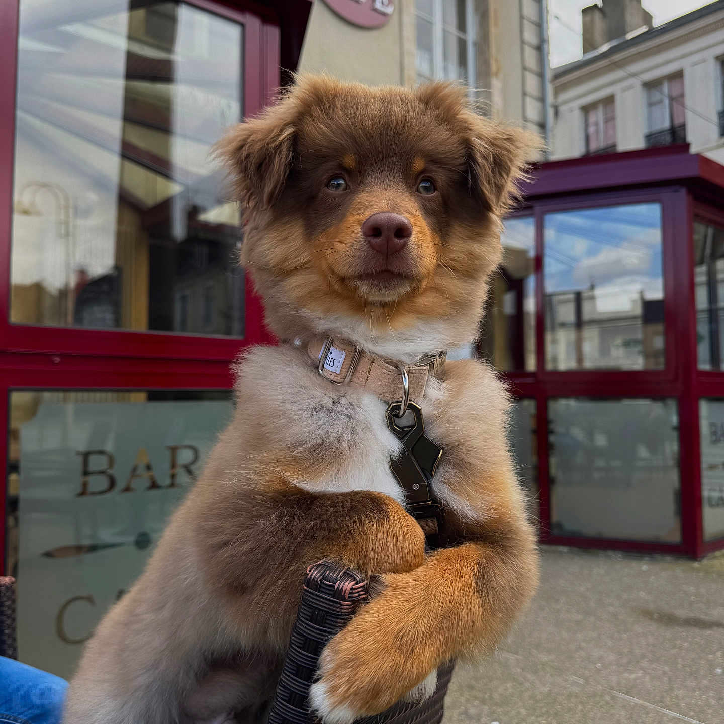 Willow a rejoint le concours — aidez-le/la à gagner de superbes lots ! animal, brown_fur, building, cafe, canine, chair, collar, curious, daytime, dog, fence, fluffy, leash, outdoor, pet, puppy, reflection, street, window, young_dog
