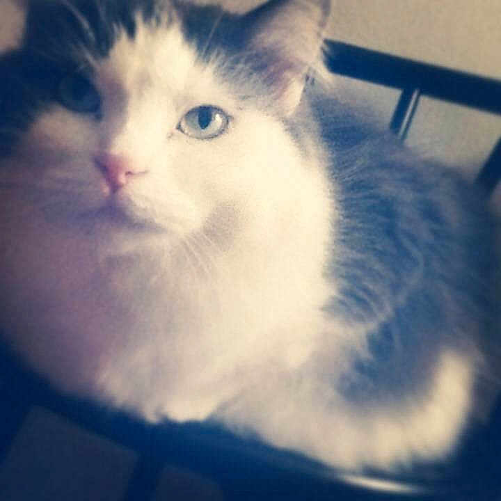 Boo