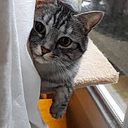 Pacha participe au concours pour gagner de l'argent avec cette photo : animal, cat, cozy, curious, curtain, cute, domestic_cat, ears, feline, gray, home, indoor, looking, paw, pet, portrait, striped, tabby_cat, whiskers, window