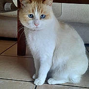 Minette a rejoint le concours — aidez-le/la à gagner de superbes lots ! cat, cream_cat, white_cat, blue_eyes, pet, animal, sitting, indoors, wooden_table, table, tile_floor, furniture, whiskers, ears, fur, portrait, front_view, domestic_animal, cozy_home, serious_expression
