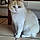 Minette