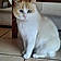 Minette
