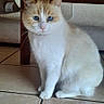 cat, cream_cat, white_cat, blue_eyes, pet, animal, sitting, indoors, wooden_table, table, tile_floor, furniture, whiskers, ears, fur, portrait, front_view, domestic_animal, cozy_home, serious_expression