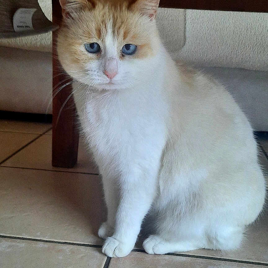 Minette a rejoint le concours — aidez-le/la à gagner de superbes lots ! cat, cream_cat, white_cat, blue_eyes, pet, animal, sitting, indoors, wooden_table, table, tile_floor, furniture, whiskers, ears, fur, portrait, front_view, domestic_animal, cozy_home, serious_expression