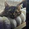 Narcissa is registered to the contest to win money with this photo: animal, cat, close_up, cozy, ears, eyes, fluffy, fur, hammock, home, indoors, pet, photography, portrait, radiator, relaxed, sunlight, tabby_cat, whiskers, window