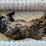 Narcissa joined the competition — help win amazing prizes! animal, belly_up, cat, cozy, cute, fluffy, fur, indoors, long_hair, lying_down, pet, pink_nose, plush_bed, portrait, raised_paws, relaxed, sleeping, tabby, tortoiseshell, whiskers