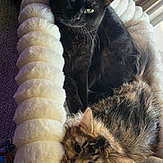 Narcissa joined the competition — help win amazing prizes! animal_portrait, black_cat, carpet, cats, cozy, donut_bed, felines, fluffy, fur, green_eyes, home, indoor, lounging, pet, plush_bed, pointed_ears, sitting, sleeping, tabby_cat, whiskers