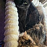 animal_portrait, black_cat, carpet, cats, cozy, donut_bed, felines, fluffy, fur, green_eyes, home, indoor, lounging, pet, plush_bed, pointed_ears, sitting, sleeping, tabby_cat, whiskers