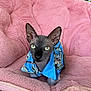 Leo joined the competition — help win amazing prizes! cat, sphynx_cat, hairless_cat, pet, blue_shirt, hawaiian_shirt, pink_chair, plush_chair, green_eyes, large_ears, wrinkled_skin, staring, indoor, cozy, upholstery, portrait, sitting, clothing, cute, animal