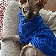 Leo is registered to the contest to win money with this photo: cat, sphynx_cat, hairless_cat, blue_sweater, sweater, pet, eyes, ears, tail, bed, bedspread, patterned_bedspread, laptop, macbook, person_legs, gray_sweatpants, hardwood_floor, shoes, indoor, portrait