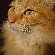 Carotte a rejoint le concours — aidez-le/la à gagner de superbes lots ! cat, orange_cat, fluffy, close_up, portrait, whiskers, green_eyes, feline, pet, animal, fur, cute, domestic_cat, mammal, face, ear, nose, indoor, curious, looking_away