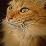 cat, orange_cat, fluffy, close_up, portrait, whiskers, green_eyes, feline, pet, animal, fur, cute, domestic_cat, mammal, face, ear, nose, indoor, curious, looking_away