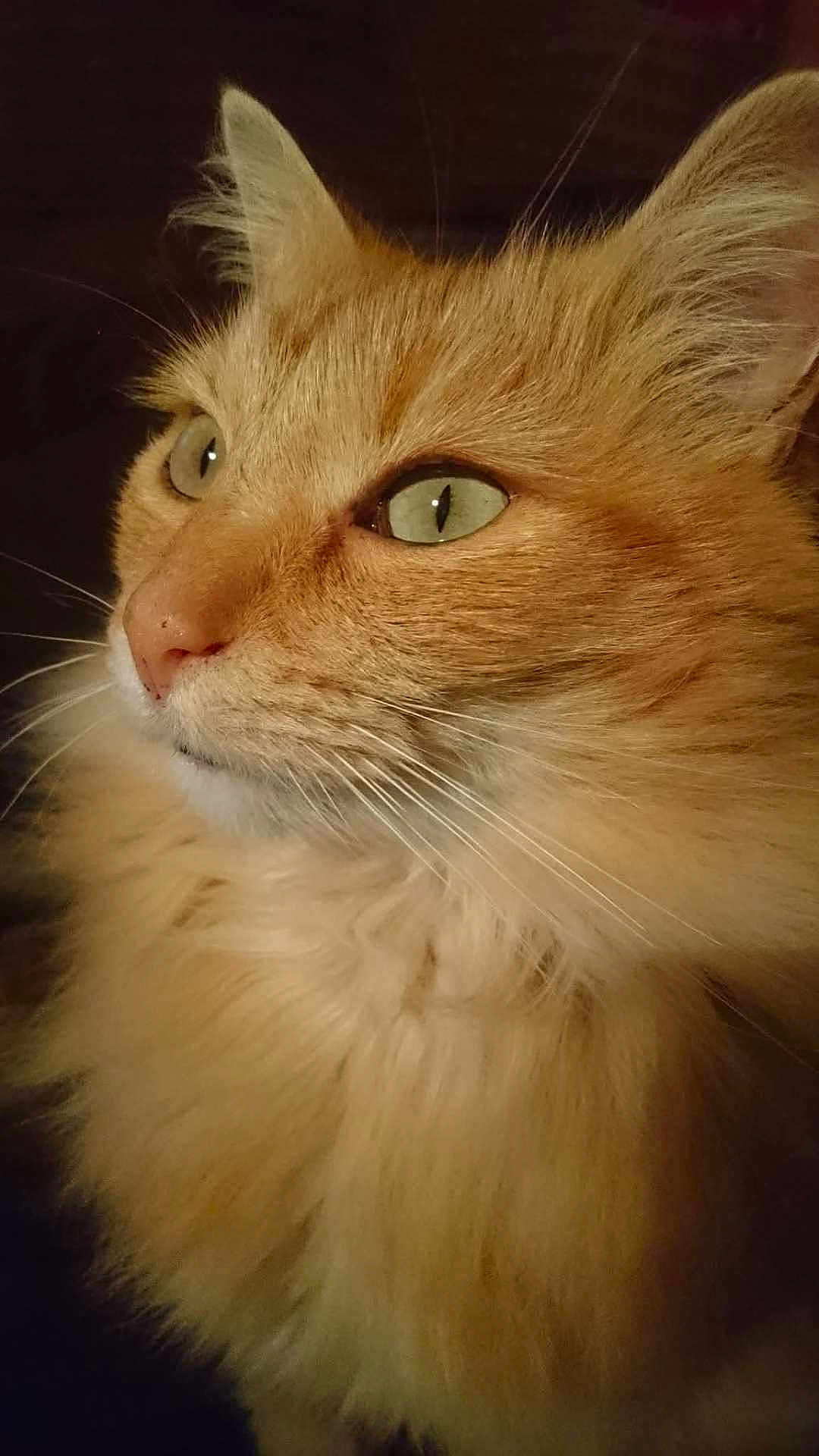 Carotte a rejoint le concours — aidez-le/la à gagner de superbes lots ! cat, orange_cat, fluffy, close_up, portrait, whiskers, green_eyes, feline, pet, animal, fur, cute, domestic_cat, mammal, face, ear, nose, indoor, curious, looking_away