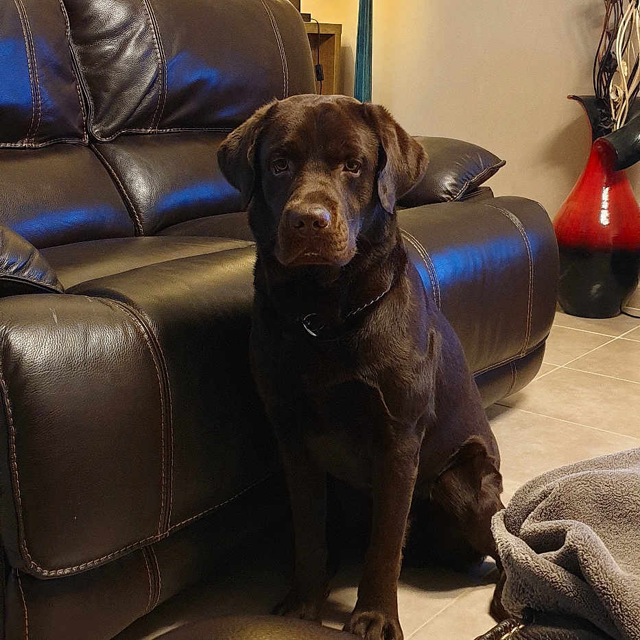 Néo participe au concours pour gagner de l'argent avec cette photo : animal, architecture, armchair, building, canine, chair, couch, cushion, dog, furniture, homedecor, indoors, interiordesign, labradorretriever, lamp, livingroom, pet, puppy, room, tablelamp
