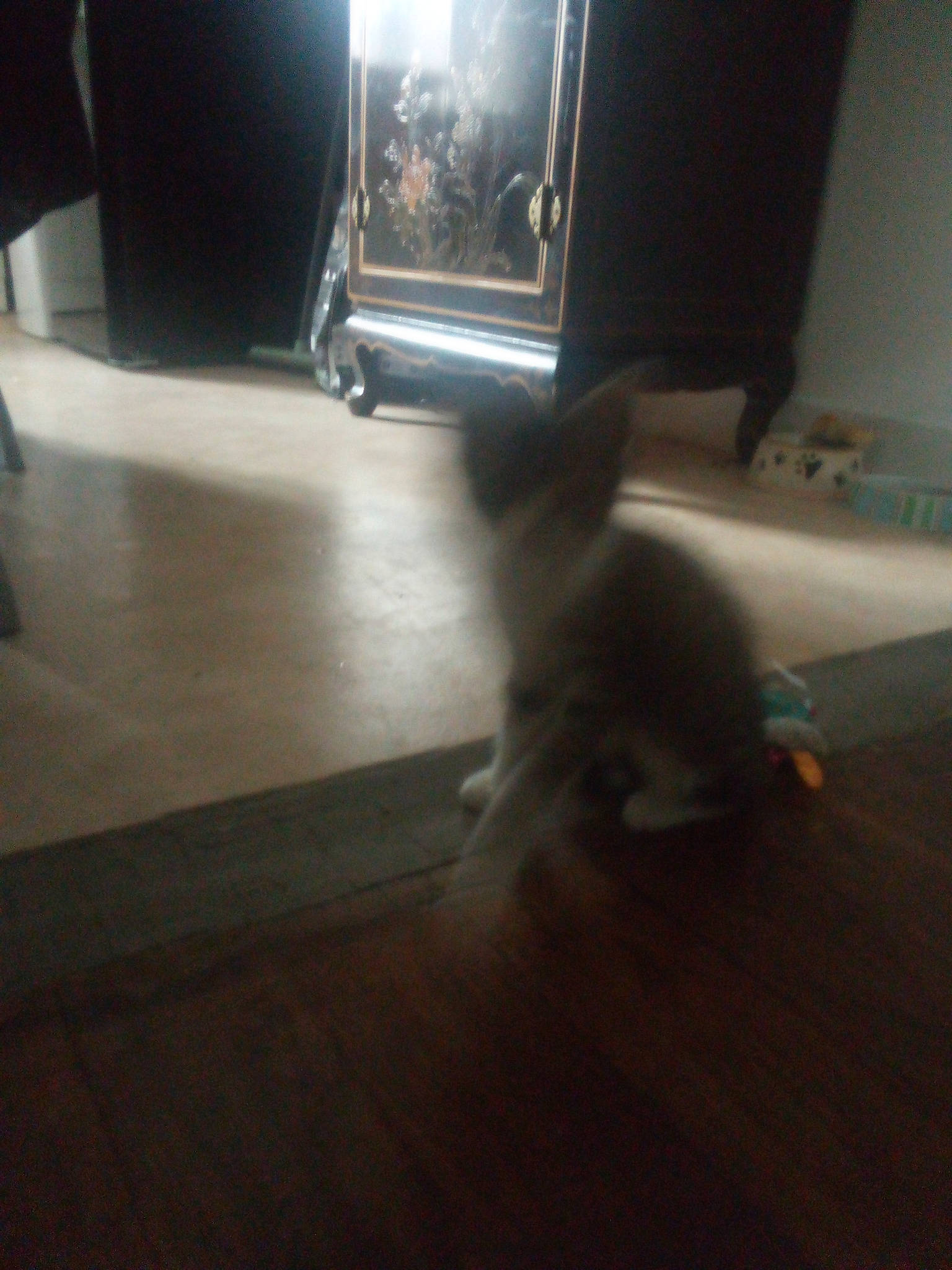 Sasuke participe au concours pour gagner de l'argent avec cette photo : automotive_lighting, carnivore, cat, companion_dog, felidae, floor, flooring, gas, hardwood, human_leg, laminate_flooring, living_room, room, small_to_medium_sized_cats, tail, tints_and_shades, whiskers, wood, wood_flooring, wood_stain