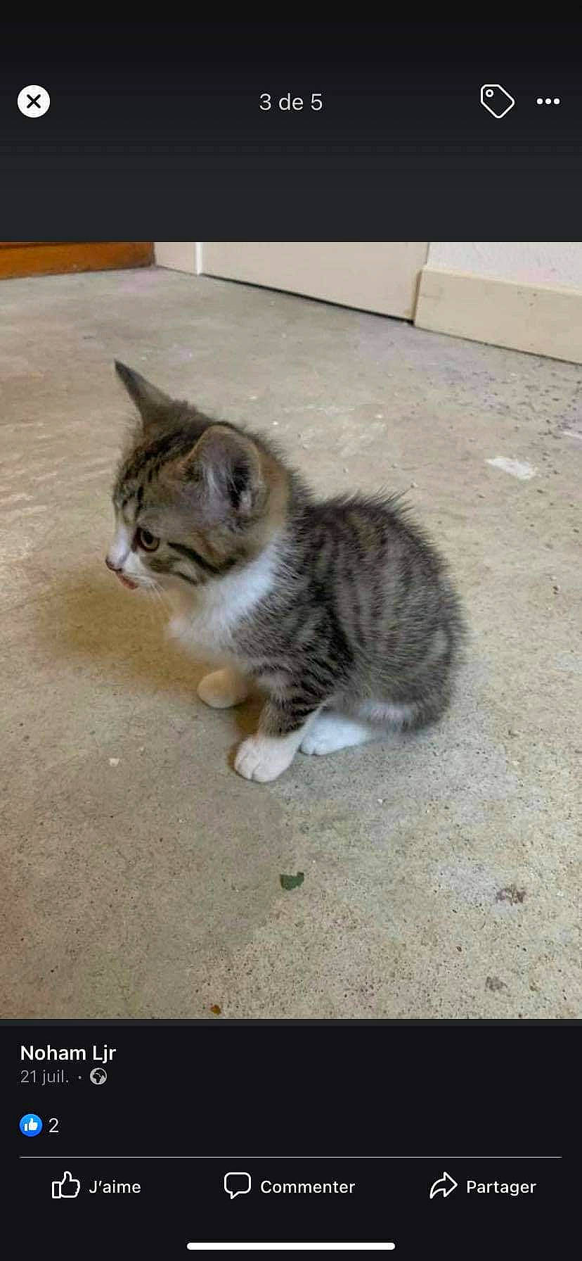 Sasuke a rejoint le concours — aidez-le/la à gagner de superbes lots ! asphalt, automotive_tire, carnivore, cat, claw, domestic_short_haired_cat, eye, felidae, flooring, fur, paw, road_surface, sitting, small_to_medium_sized_cats, tail, terrestrial_animal, whiskers, window