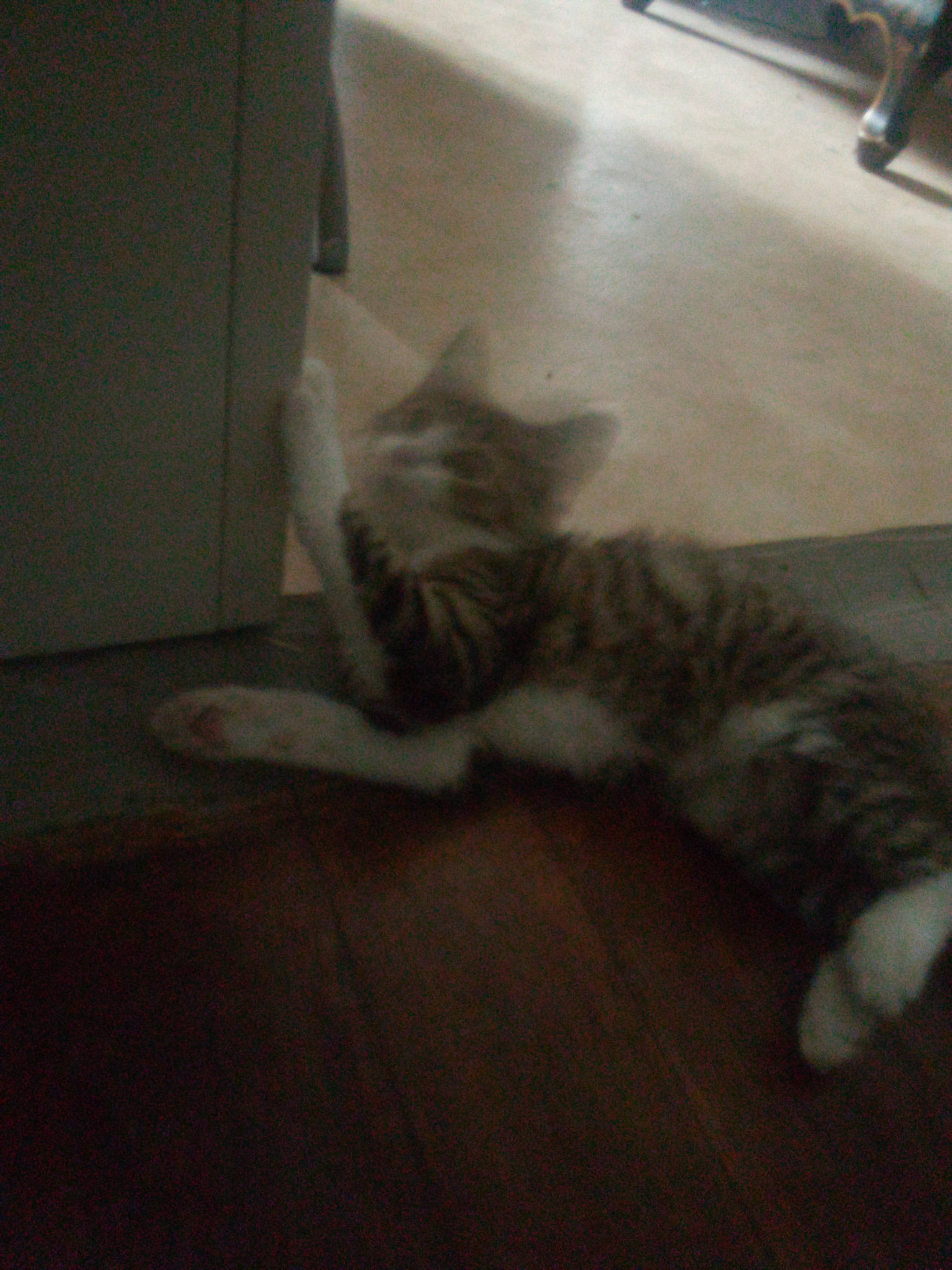 Sasuke participe au concours pour gagner de l'argent avec cette photo : automotive_tire, carnivore, cat, comfort, domestic_short_haired_cat, felidae, floor, flooring, fur, grey, hardwood, laminate_flooring, leg, paw, small_to_medium_sized_cats, snout, tail, whiskers, white, wood