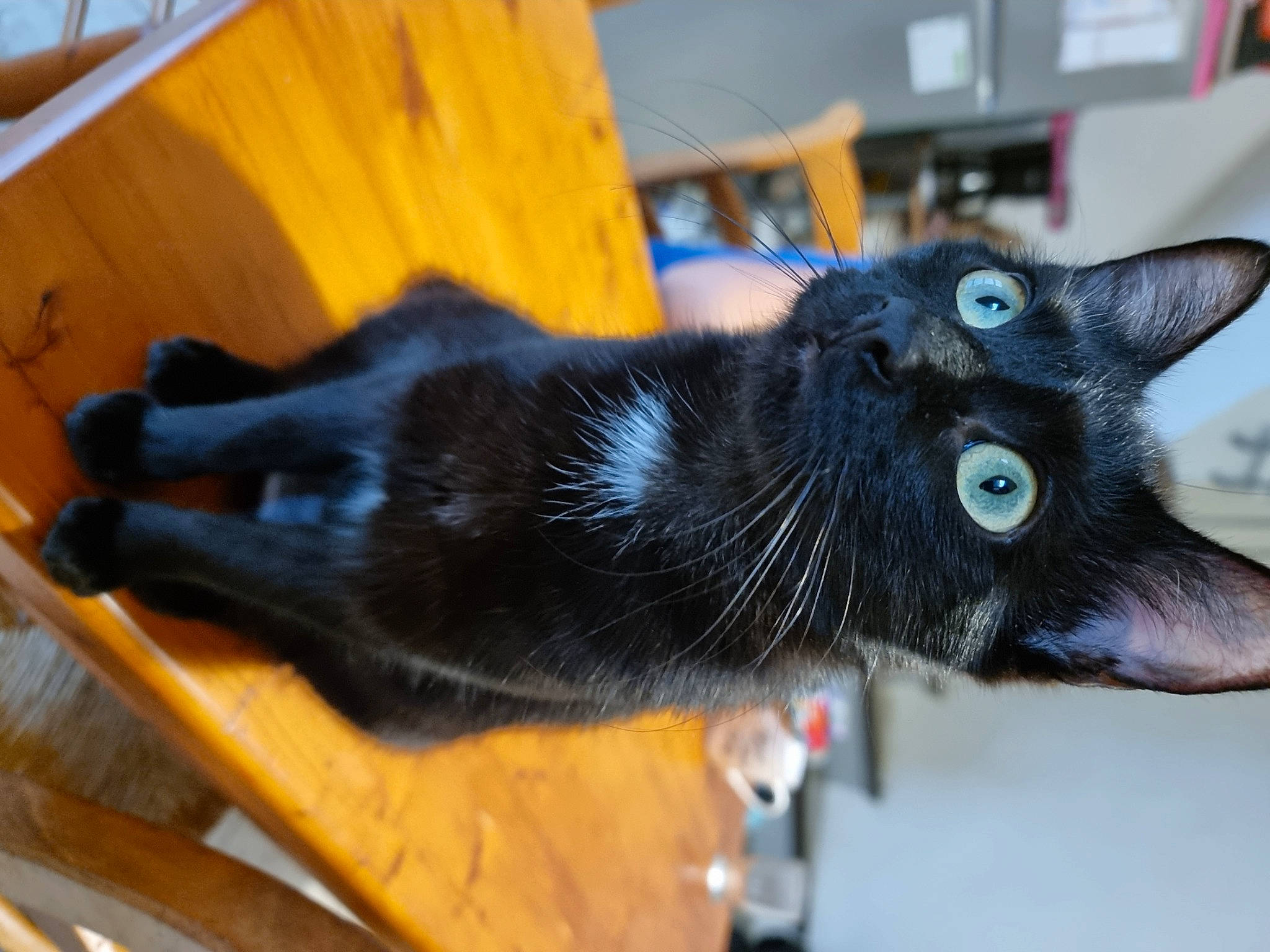 Rapsodie participe au concours pour gagner de l'argent avec cette photo : bombay, canidae, carnivore, cat, claw, collar, dog_breed, domestic_short_haired_cat, ear, felidae, fur, small_to_medium_sized_cats, snout, tail, whiskers, wood