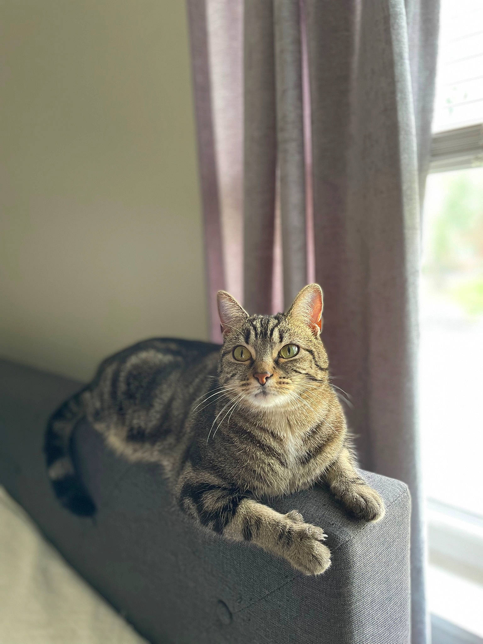 Dani joined the competition — help win amazing prizes! carnivore, cat, cat_supply, curtain, domestic_short_haired_cat, door, felidae, fur, paw, plant, small_to_medium_sized_cats, snout, tail, terrestrial_animal, whiskers, window, wood