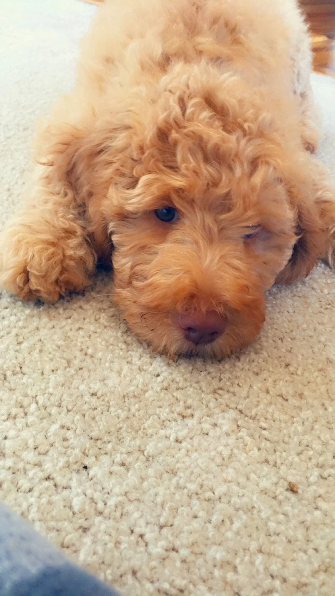 Little Miss Peaches joined the competition — help win amazing prizes! canidae, carnivore, cockapoo, companion_dog, dog, dog_breed, goldendoodle, labradoodle, maltepoo, mammal, miniature_poodle, poodle, poodle_crossbreed, puppy, schnoodle, sporting_group, toy_dog, toy_poodle, vertebrate, water_dog