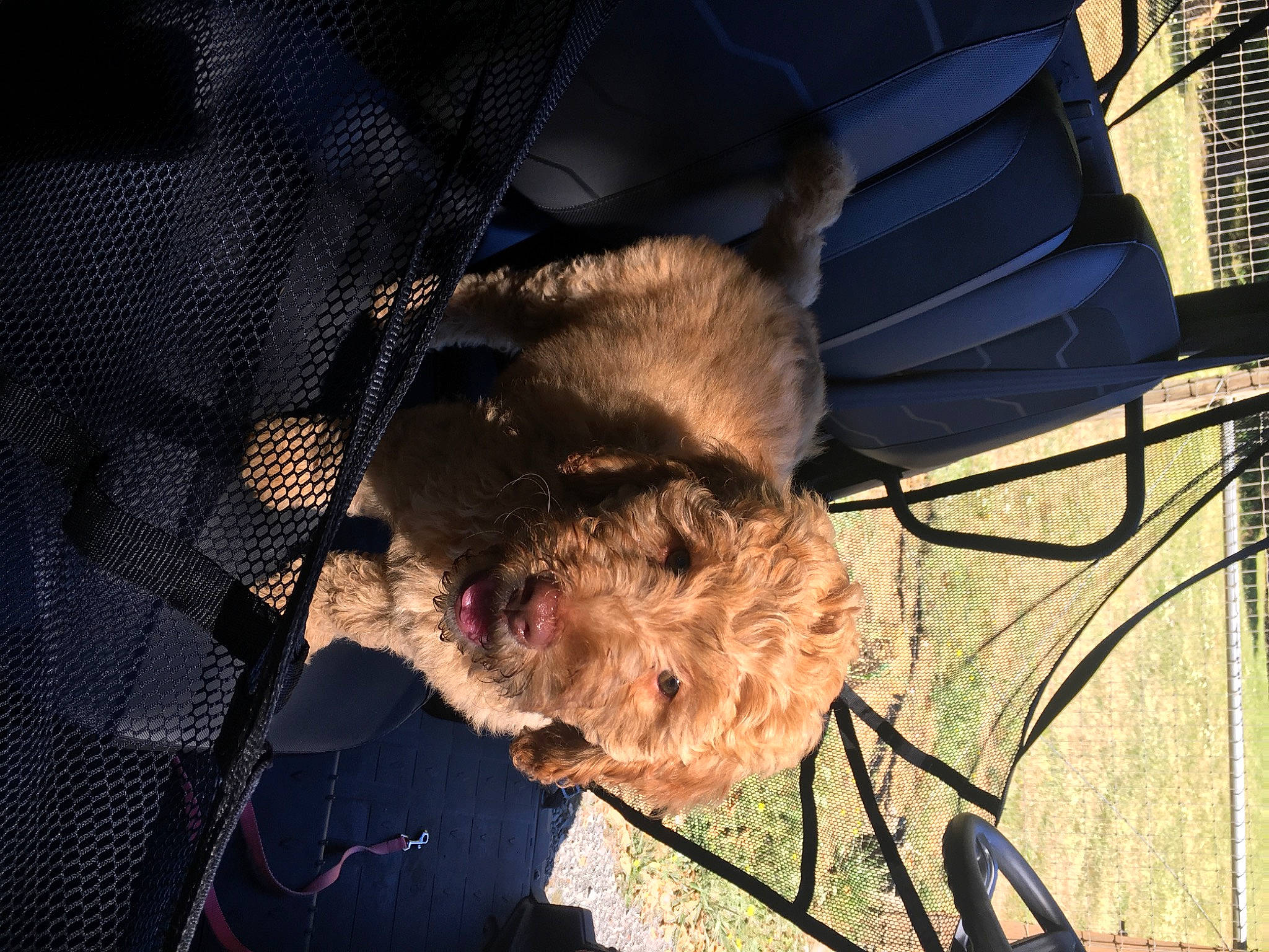 Little Miss Peaches is registered to the contest to win money with this photo: border_terrier, canidae, carnivore, cockapoo, dog, dog_breed, mammal, morkie, puppy, schnoodle, snout, sporting_group, vertebrate