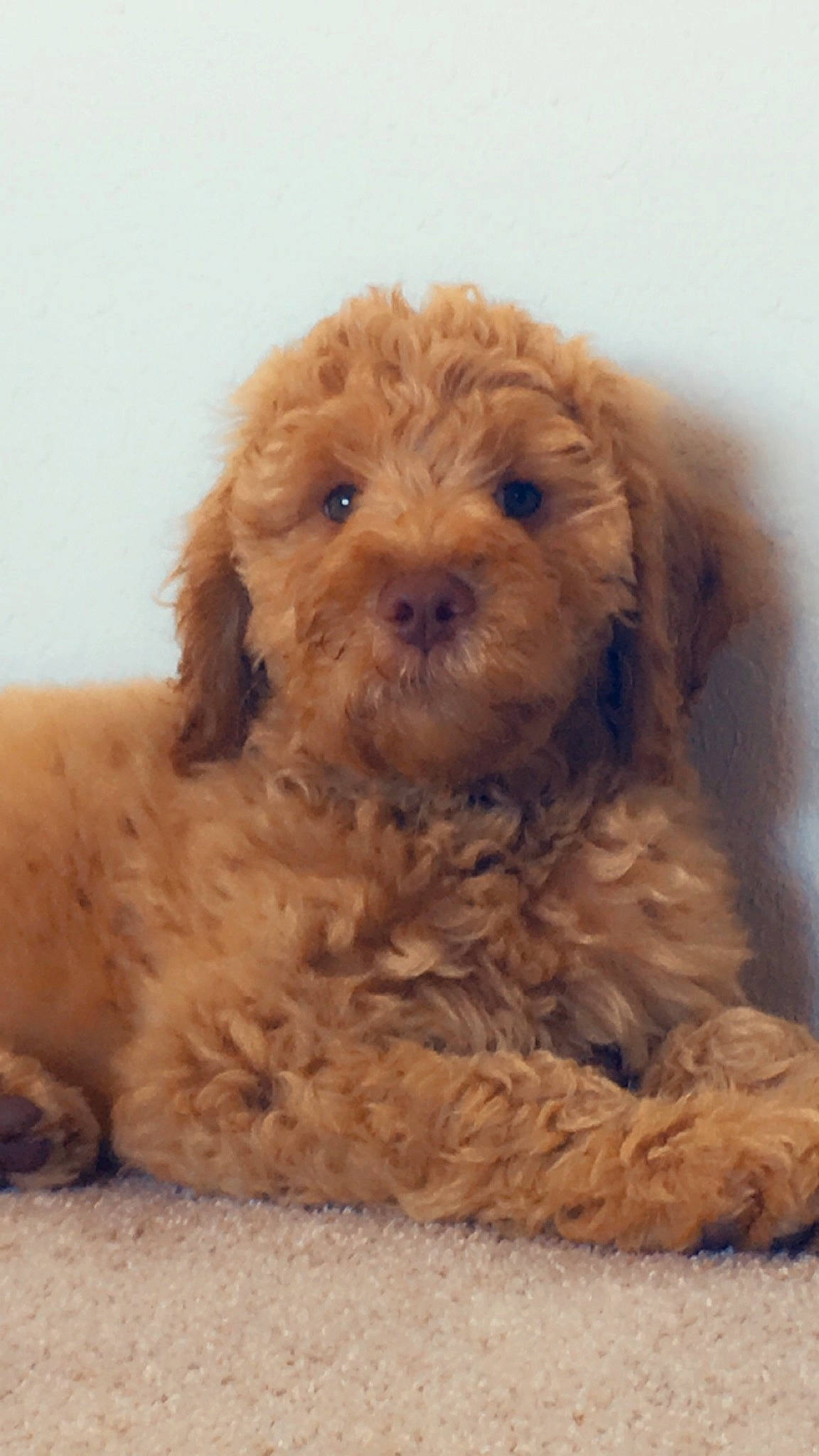 Little Miss Peaches is registered to the contest to win money with this photo: canidae, carnivore, cavachon, cavapoo, cockapoo, companion_dog, dog, dog_breed, goldendoodle, maltepoo, mammal, miniature_poodle, pekapoo, poodle, poodle_crossbreed, puppy, schnoodle, shih_poo, toy_poodle, vertebrate