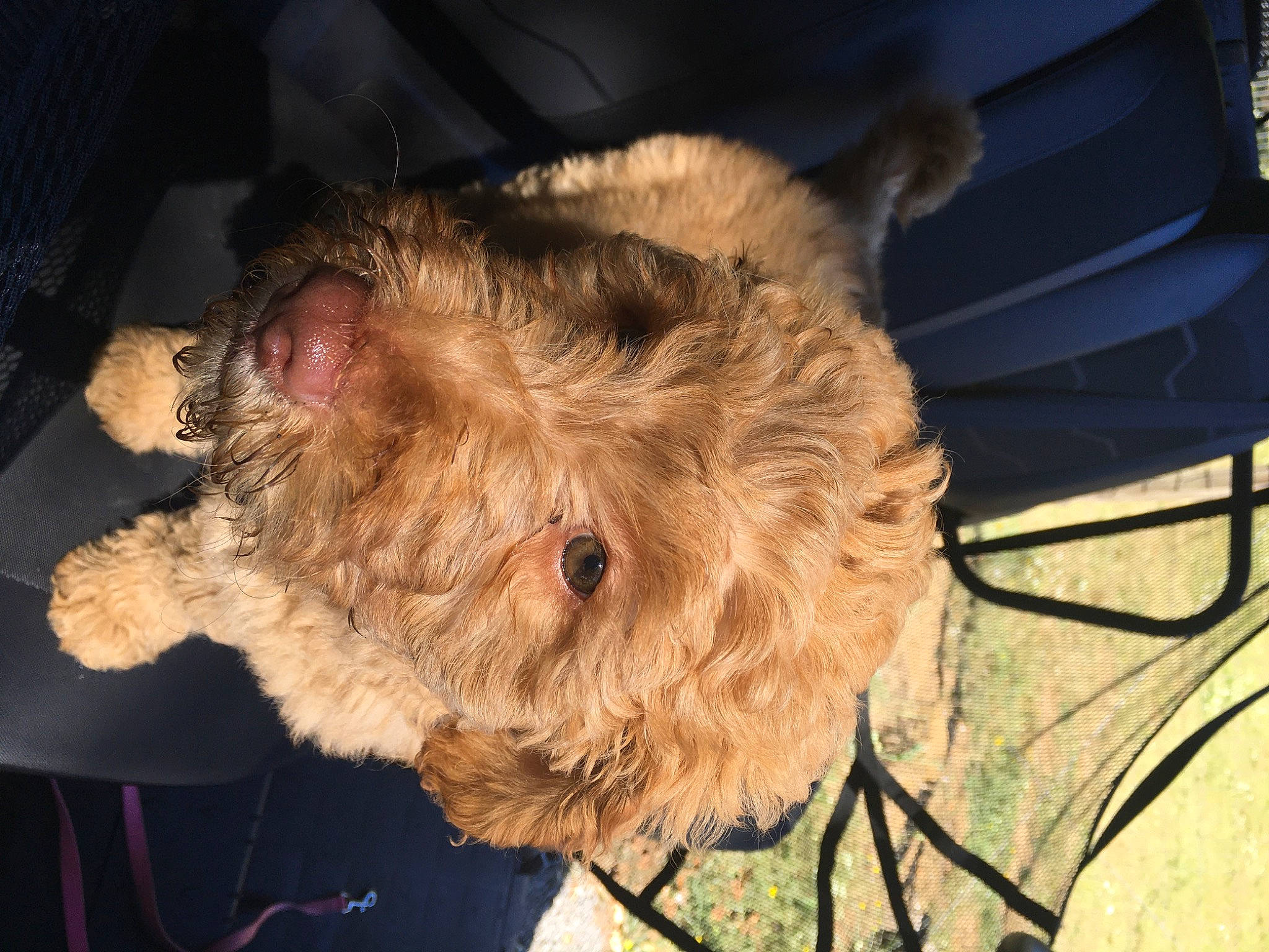 Little Miss Peaches is registered to the contest to win money with this photo: airedale_terrier, canidae, carnivore, cockapoo, dog, dog_breed, ear, fur, goldendoodle, labradoodle, non_sporting_group, poodle_crossbreed, puppy, schnoodle, sporting_group, sporting_lucas_terrier, terrier, toy_dog, welsh_terrier