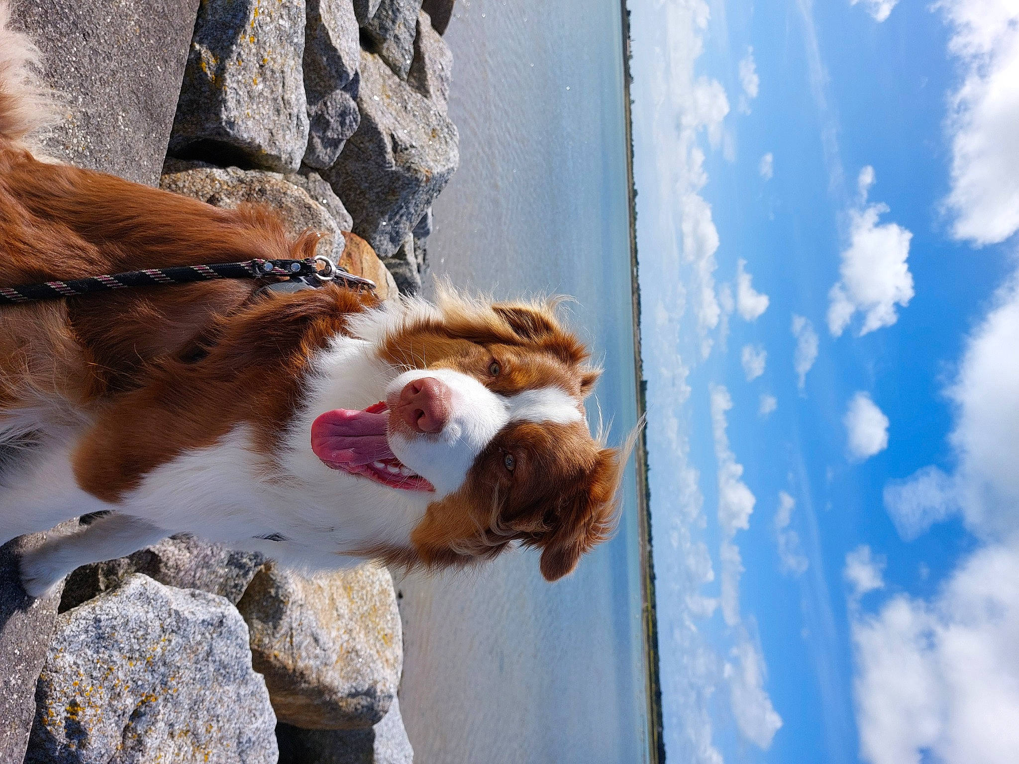 Undy a rejoint le concours — aidez-le/la à gagner de superbes lots ! canidae, carnivore, cloud, collar, companion_dog, dog, dog_breed, fawn, felidae, fur, leash, liver, sky, snout, sporting_group, tail, tree, water, whiskers, wood