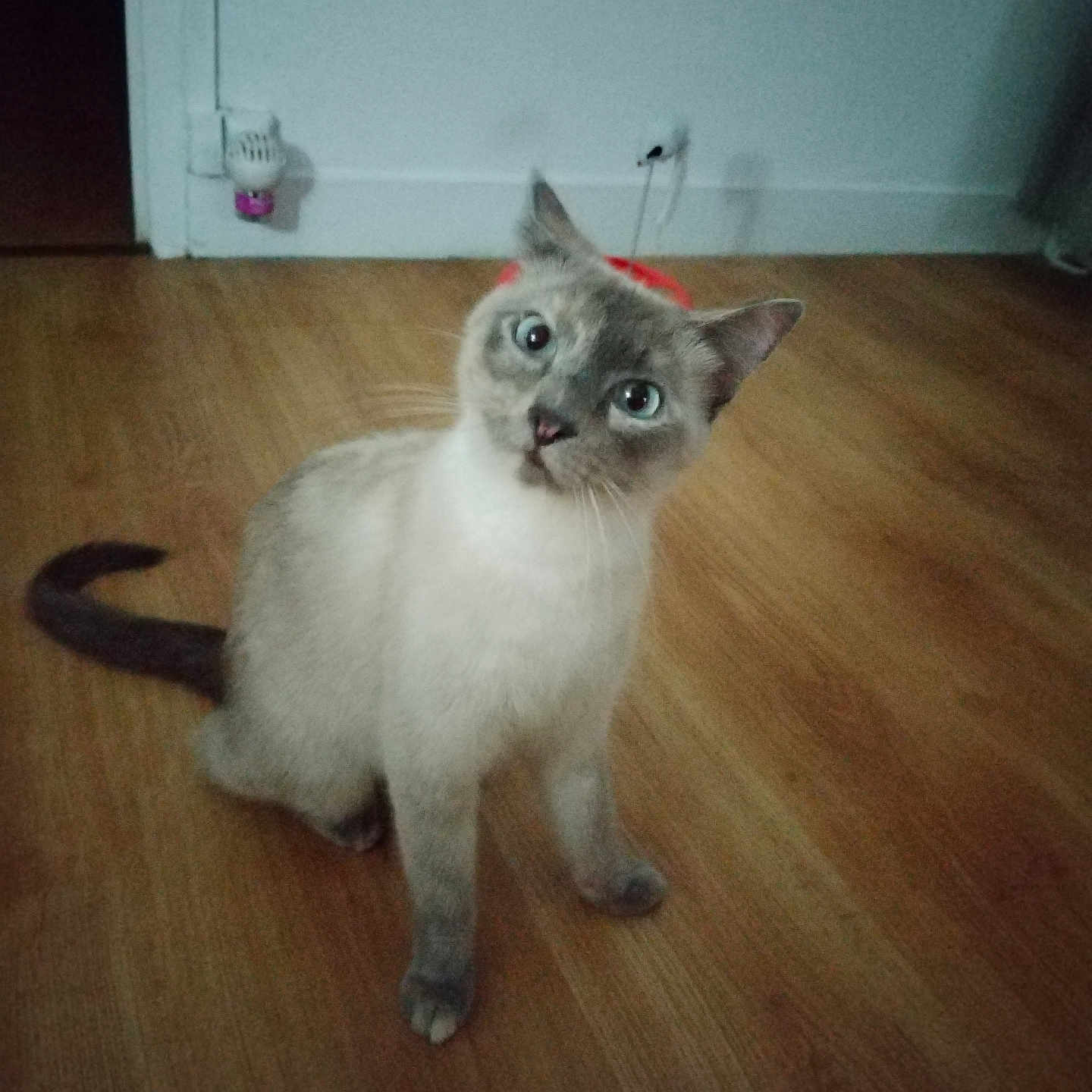 Perle a rejoint le concours — aidez-le/la à gagner de superbes lots ! animal, blue_eyes, cat, curious, domestic_animal, ears, feline, floor, fur, head_tilt, household, indoor, pet, plug, power_outlet, sitting, tail, wall, whiskers, wooden_floor