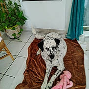 Kobi participe au concours pour gagner de l'argent avec cette photo : dog, spotted_dog, blanket, toy, pink_toy, indoor, tile_floor, plant, potted_plant, curtain, brown_blanket, resting, pet, animal, domestic, cozy, living_room, window, furniture, relaxing