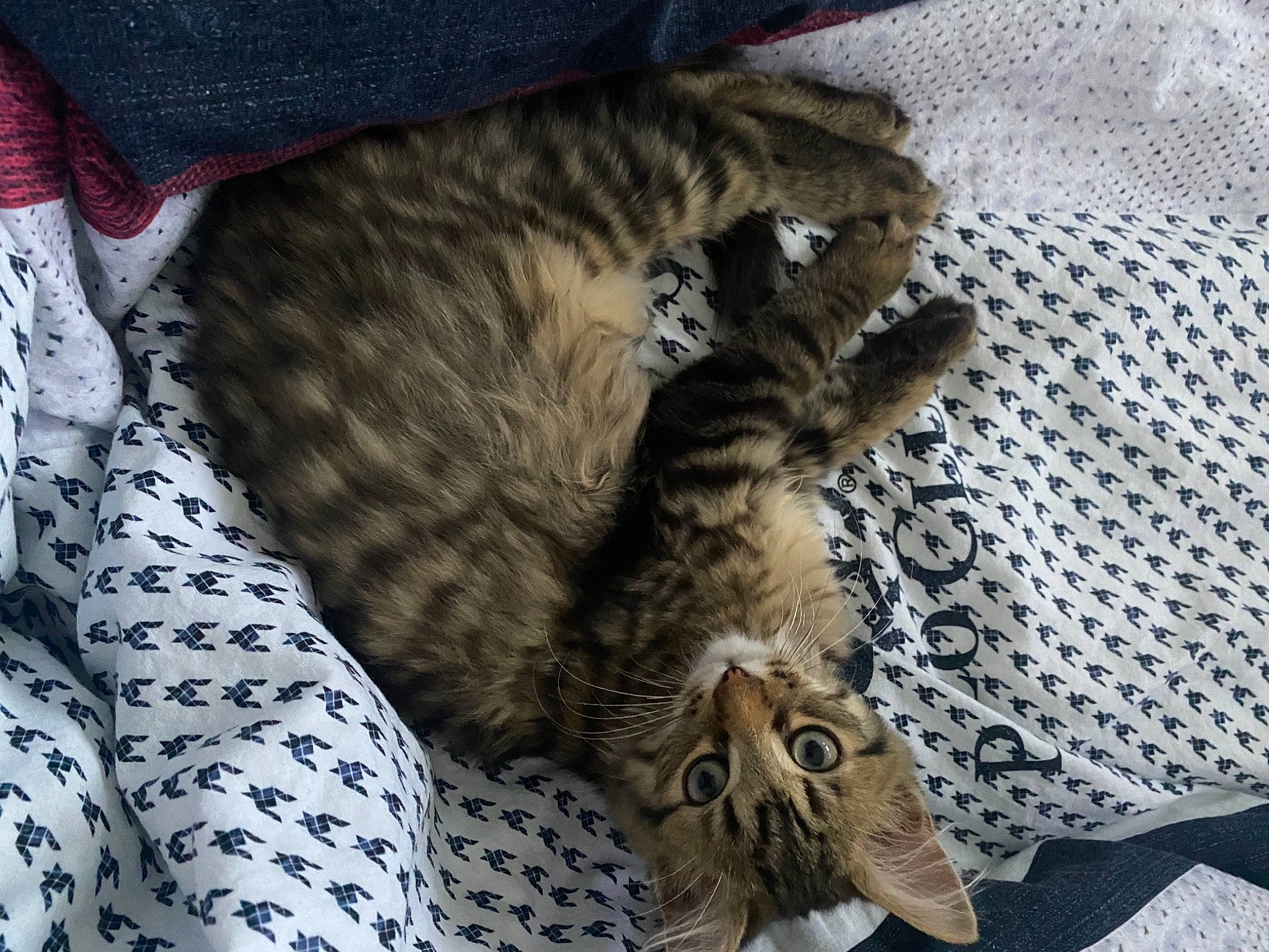 Fantôme participe au concours pour gagner de l'argent avec cette photo : carnivore, cat, claw, comfort, domestic_short_haired_cat, felidae, fur, grey, linens, nap, pattern, paw, sleep, small_to_medium_sized_cats, snout, tail, terrestrial_animal, whiskers