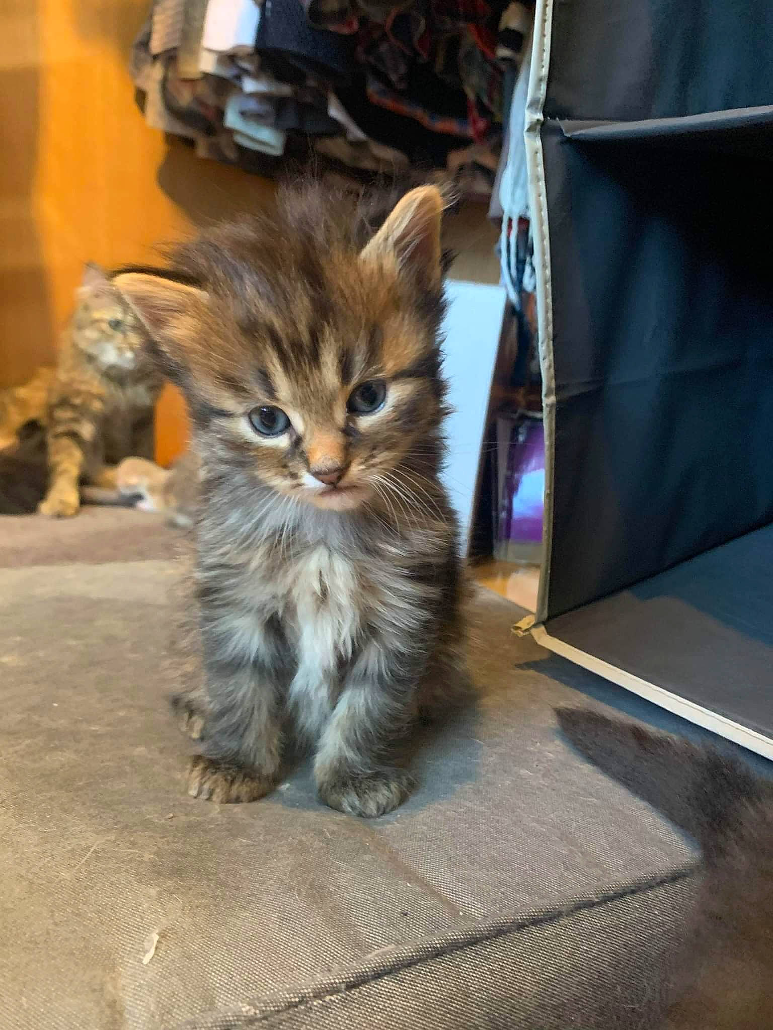 Fantôme a rejoint le concours — aidez-le/la à gagner de superbes lots ! box, cardboard, carnivore, cat, claw, domestic_short_haired_cat, fawn, felidae, flooring, fur, paw, sitting, small_to_medium_sized_cats, tail, terrestrial_animal, whiskers, wood