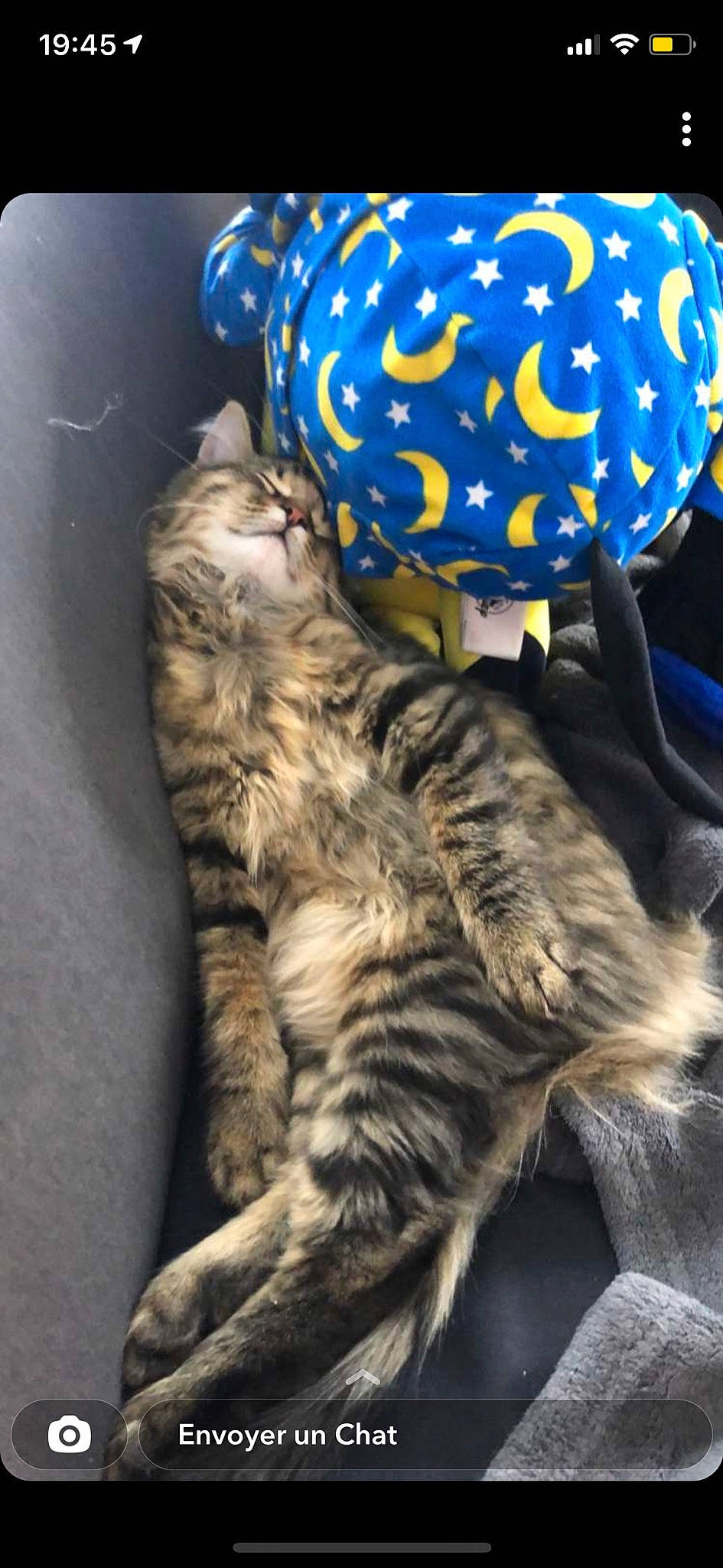 Fantôme participe au concours pour gagner de l'argent avec cette photo : carnivore, cat, claw, comfort, domestic_short_haired_cat, electric_blue, fawn, felidae, foot, fur, nap, pattern, paw, small_to_medium_sized_cats, snout, tail, terrestrial_animal, vertebrate, whiskers, wildlife