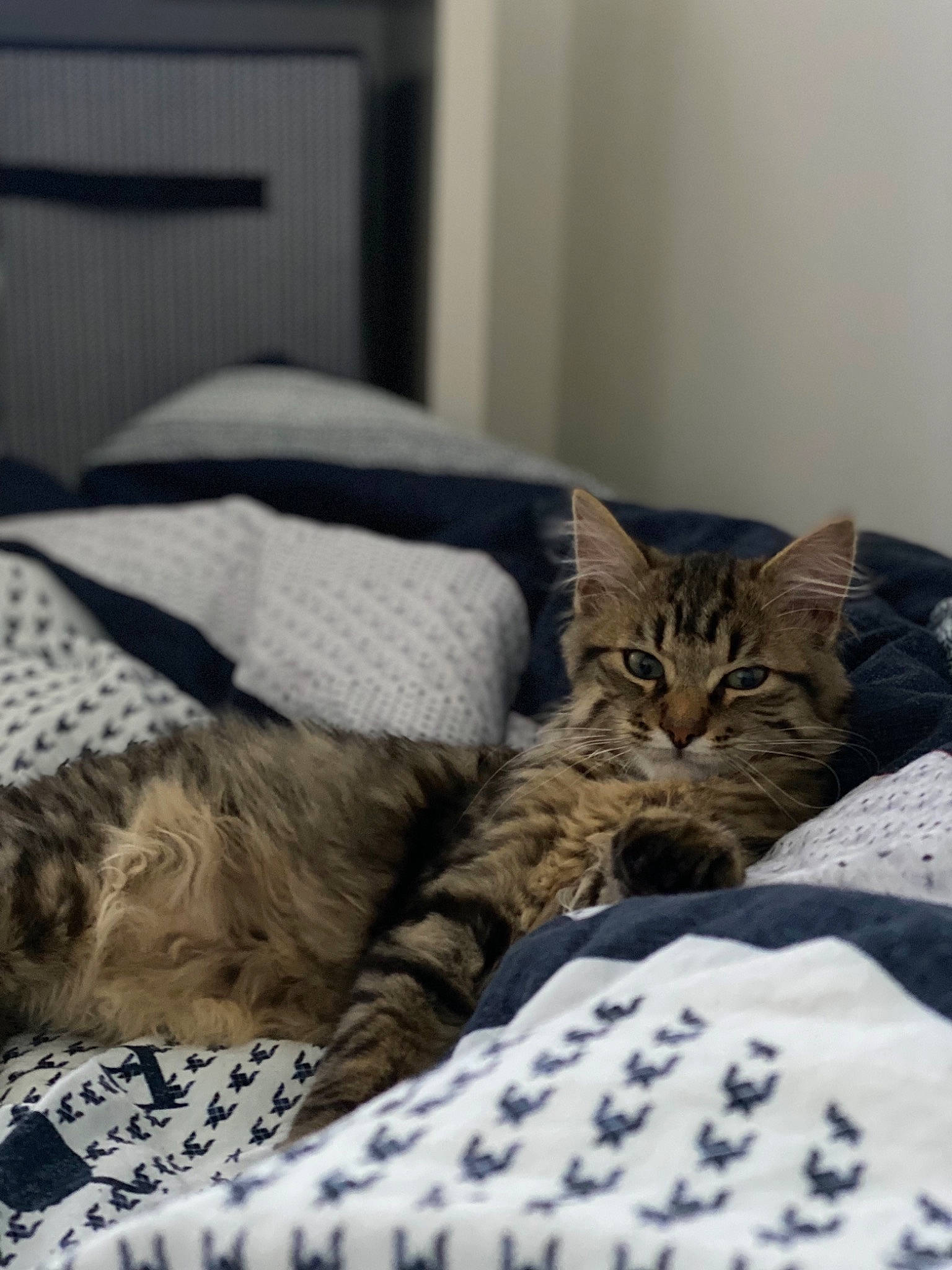 Fantôme participe au concours pour gagner de l'argent avec cette photo : bed, bed_sheet, bedding, bedroom, carnivore, cat, comfort, couch, domestic_short_haired_cat, fawn, felidae, fur, grey, hardwood, linens, room, small_to_medium_sized_cats, tree, whiskers, wood