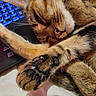 Clochette a rejoint le concours — aidez-le/la à gagner de superbes lots ! animal, cat, close_up, cozy, cute, domestic_animal, feline, fur, indoor, keyboard, paw, paw_pads, pet, relaxed, resting, sleeping, soft, tabby_cat, technology, whiskers