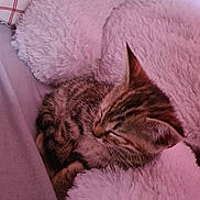 Clochette a rejoint le concours — aidez-le/la à gagner de superbes lots ! animal, bed, blanket, cat, cozy, cute, fluffy, fur, indoors, kitten, pet, pillow, pink, resting, sleeping, small, soft, striped, tabby, young