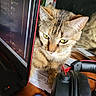 cat, tabby, laptop, headphones, desk, paper, technology, pet, indoor, curious, animal, computer, workstation, feline, home, electronics, closeup, brown, striped, quiet