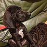 Vixy participe au concours pour gagner de l'argent avec cette photo : animal, black_dog, blanket, brown_blanket, collar, companion, couch, cute, dog, domestic_animal, fur, green_couch, indoor, leather_couch, pet, puppy, red_collar, side_view, sitting, young_dog
