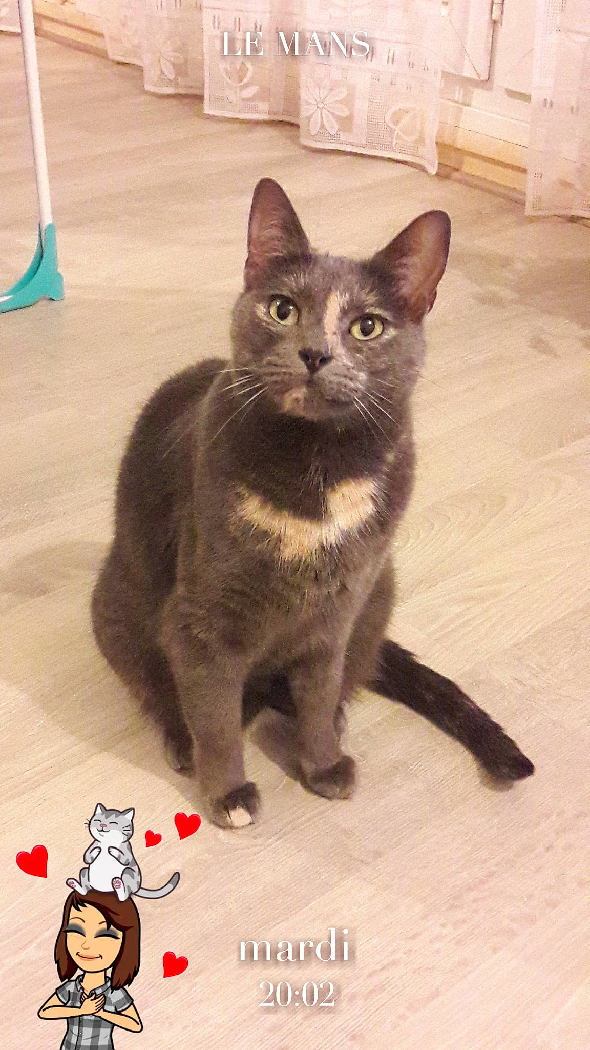 Kina a rejoint le concours — aidez-le/la à gagner de superbes lots ! asian, black_cat, burmese, carnivore, cat, chartreux, domestic_short_haired_cat, european_shorthair, felidae, german_rex, havana_brown, kitten, korat, mammal, nebelung, russian_blue, small_to_medium_sized_cats, vertebrate, whiskers