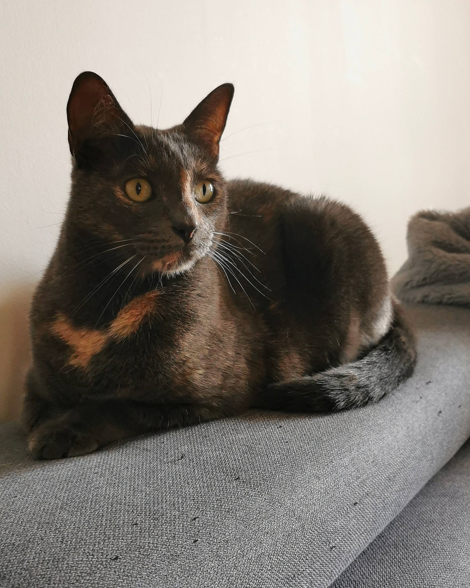 Kina a rejoint le concours — aidez-le/la à gagner de superbes lots ! asian, black_cat, burmese, carnivore, cat, chartreux, domestic_short_haired_cat, european_shorthair, felidae, fur, german_rex, havana_brown, korat, mammal, small_to_medium_sized_cats, snout, vertebrate, whiskers
