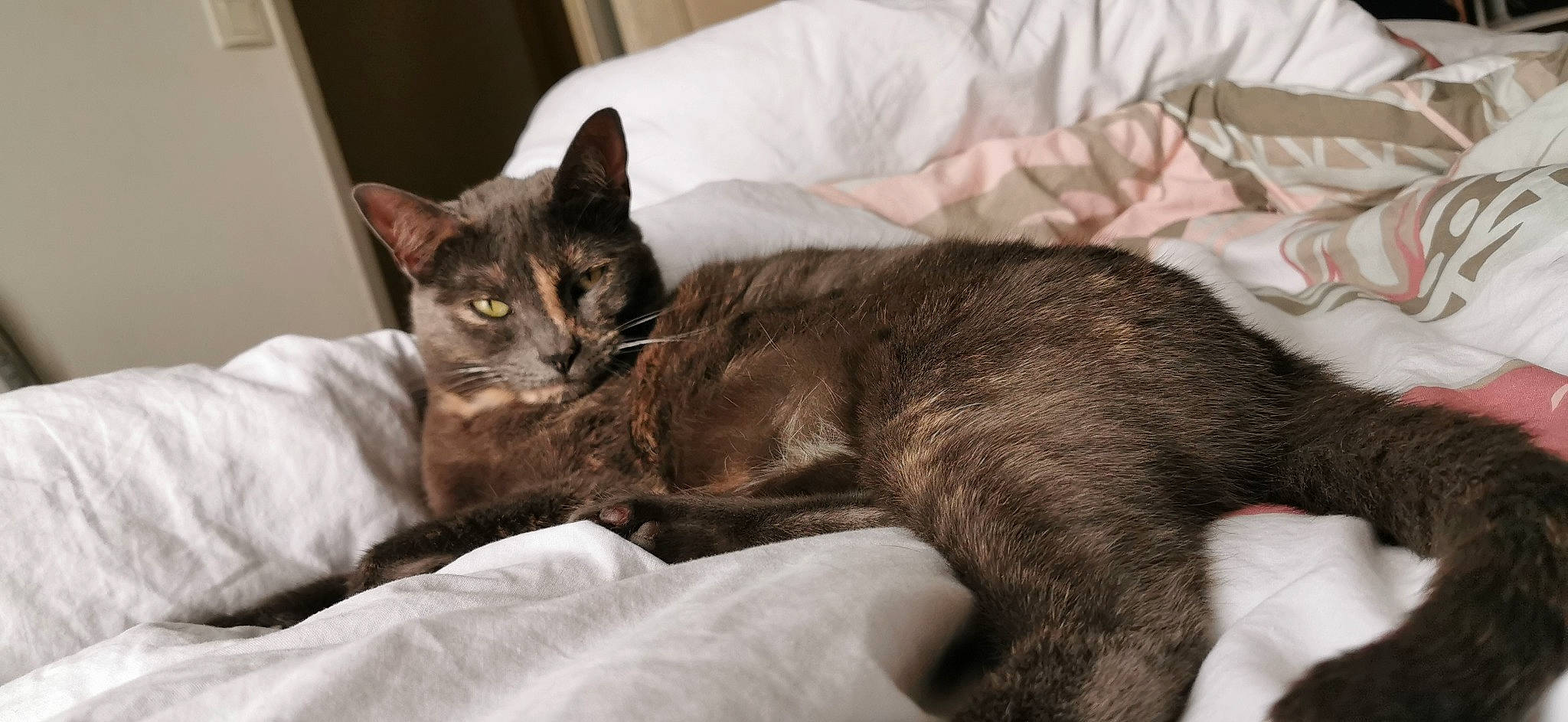 Kina a rejoint le concours — aidez-le/la à gagner de superbes lots ! asian, burmese, carnivore, cat, domestic_short_haired_cat, felidae, german_rex, havana_brown, kitten, korat, mammal, nap, oriental_longhair, rex_cat, russian_blue, small_to_medium_sized_cats, vertebrate, whiskers