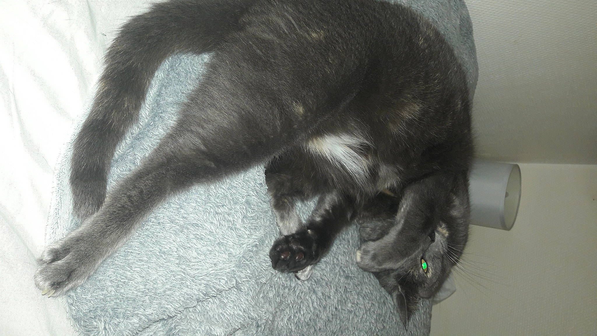 Kina participe au concours pour gagner de l'argent avec cette photo : canidae, carnivore, dog, dog_breed, ear, sporting_group, tail