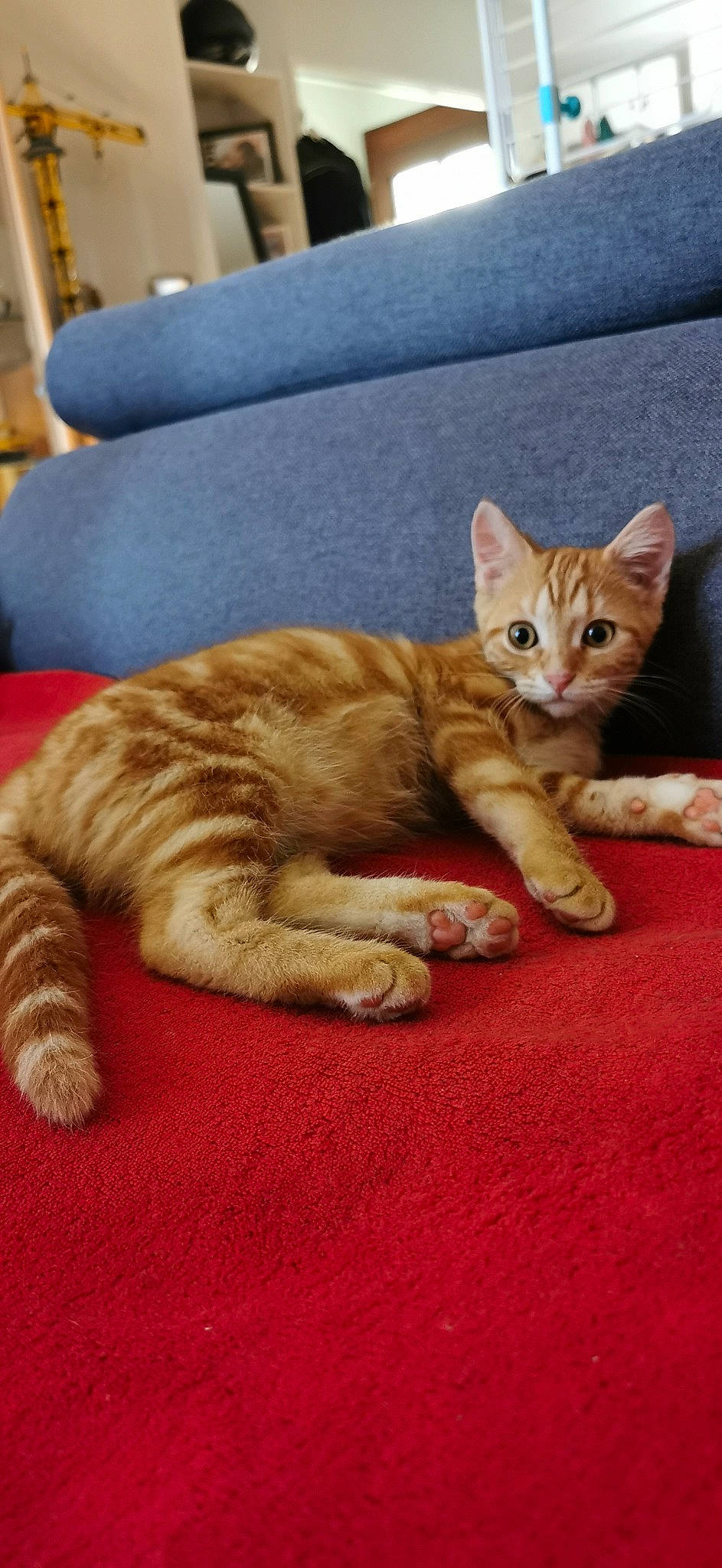 Patate participe au concours pour gagner de l'argent avec cette photo : aegean_cat, american_shorthair, american_wirehair, arabian_mau, asian, australian_mist, carnivore, cat, claw, domestic_short_haired_cat, dragon_li, european_shorthair, felidae, kitten, mammal, paw, polydactyl_cat, small_to_medium_sized_cats, tabby_cat, whiskers