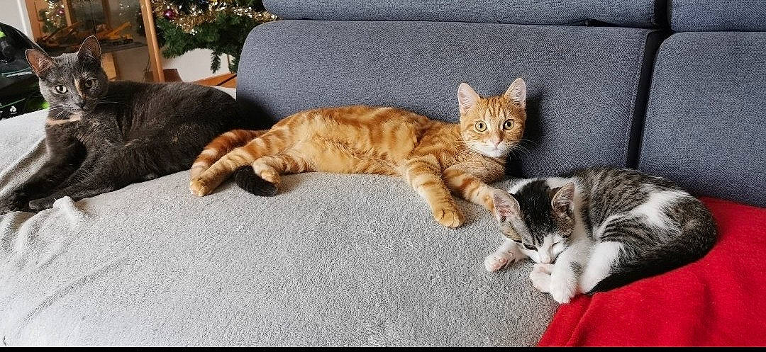 Patate a rejoint le concours — aidez-le/la à gagner de superbes lots ! aegean_cat, american_shorthair, american_wirehair, arabian_mau, asian, carnivore, cat, domestic_short_haired_cat, dragon_li, european_shorthair, felidae, kitten, mammal, polydactyl_cat, small_to_medium_sized_cats, tabby_cat, tail, toyger, vertebrate, whiskers